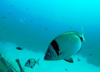 This was some of the marine life surrounding the "Rozi", ... by Etienne Farrugia 